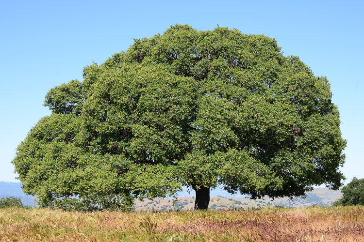 Quercus douglasii; Blue Oak. 2018 Gary McDonald